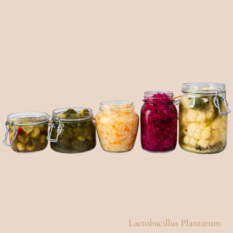 Lactobacillus Plantarum