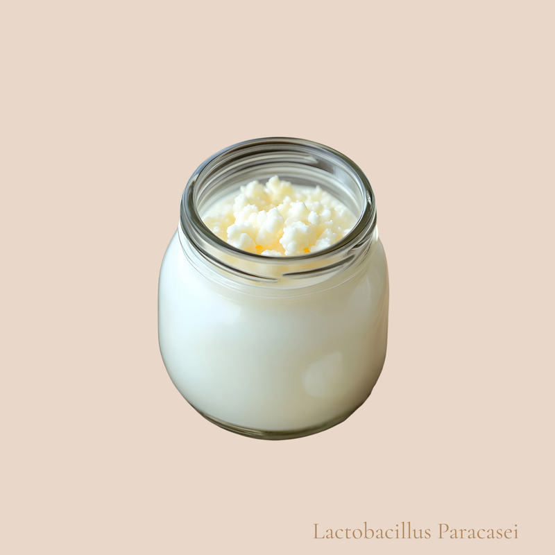 Lactobacillus Paracasei