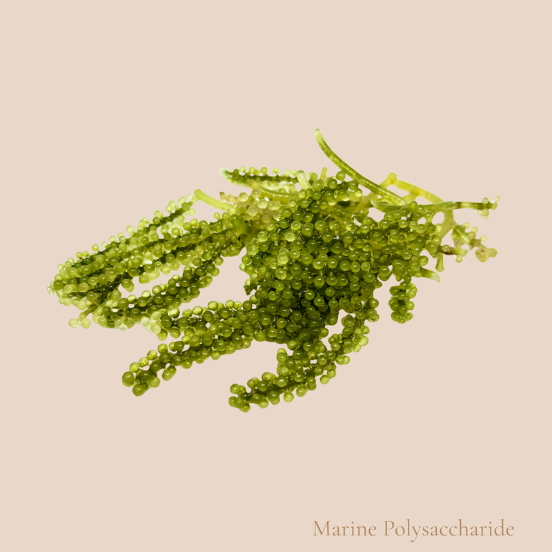 Marine Polysaccharide