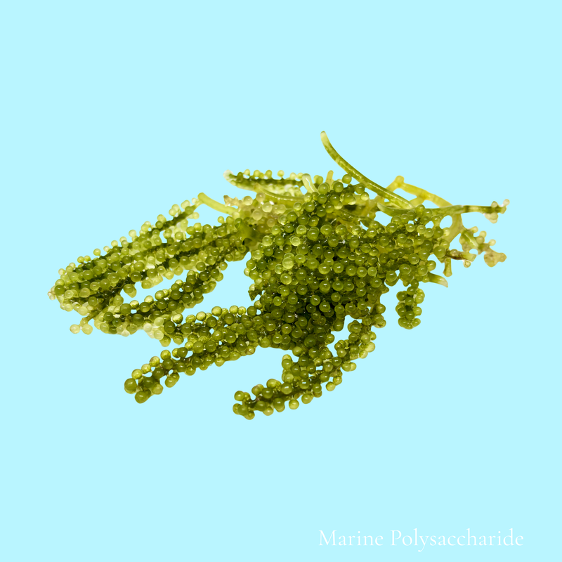 Marine Polysaccharide