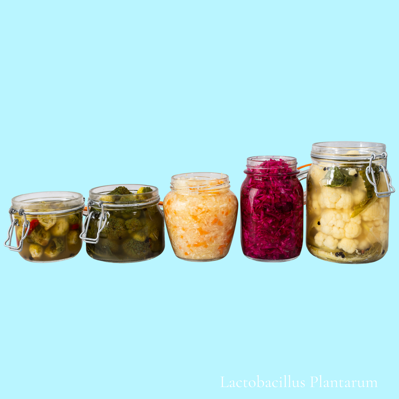 Lactobacillus Plantarum