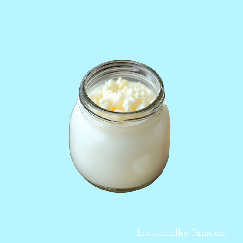 Lactobacillus Paracasei